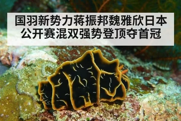 国羽新势力蒋振邦魏雅欣日本公开赛混双强势登顶夺首冠
